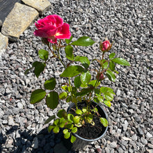 Load image into Gallery viewer, Rosa Heidetraum Plus Rose