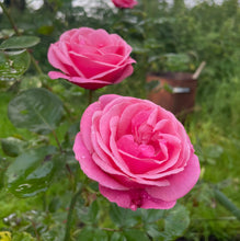 Load image into Gallery viewer, Queen Elizabeth Pink Rose