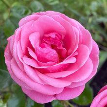 Load image into Gallery viewer, Prima ballerina pink rose