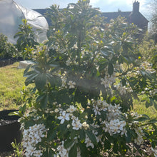 Load image into Gallery viewer, Choisya Ternata - Mexican Orange - White Flowering Bush 2 Litre Pot