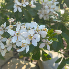 Load image into Gallery viewer, Choisya Ternata - Mexican Orange - White Flowering Bush 2 / 3 Litre Pot