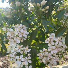 Load image into Gallery viewer, Choisya Ternata - Mexican Orange - White Flowering Bush 2 / 3 Litre Pot