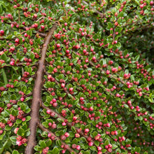 Load image into Gallery viewer, Cotoneaster Horizontalis