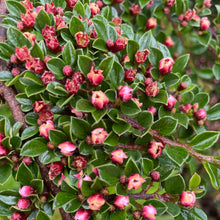 Load image into Gallery viewer, Cotoneaster Horizontalis