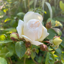 Load image into Gallery viewer, Claire Austin white Rambling Rose