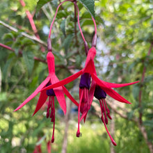 Load image into Gallery viewer, Fuchsia F. magellanica var. gracilis