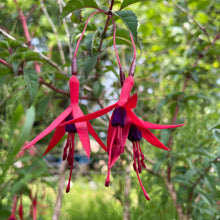 Load image into Gallery viewer, Fuchsia F. magellanica var. gracilis