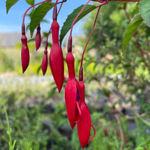 Load image into Gallery viewer, Fuchsia F. magellanica var. gracilis