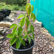 Load image into Gallery viewer, Creeping Virginia Parthenocissus Quinquefolia