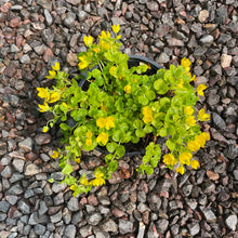 Load image into Gallery viewer, Lycimachia Nummalaria - Creeping Jenny - Trailing plant - Ground cover plant