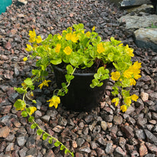 Load image into Gallery viewer, Lycimachia Nummalaria - Creeping Jenny - Trailing plant - Ground cover plant