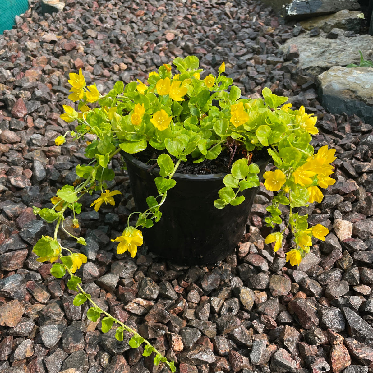 creeping succulent yellow flowers Lysimachia Nummularia- Creeping Jenny 1.5 Litre Pot – Garden City Cymru