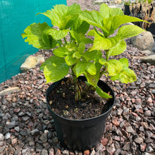 Load image into Gallery viewer, Hydrangea Macrophylla So Long Rosy - Pink Flowering shrub