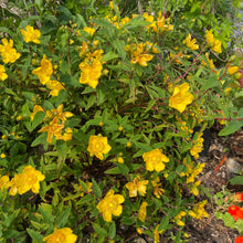 Load image into Gallery viewer, Hypericum Androsaemum - St John's Wort - yellow flowering shrub