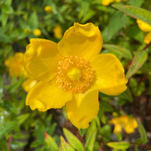 Load image into Gallery viewer, Hypericum Androsaemum - St John's Wort - Yellow flowering shrub