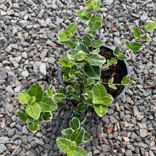 Load image into Gallery viewer, winter creeper euonymus fortunei