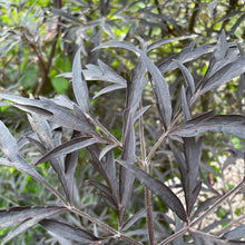 Load image into Gallery viewer, European Black Elderberry - Black Tree