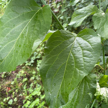 Load image into Gallery viewer, Leycesteria Formosa - Himalayan Honeysuckle - Ghost flutes