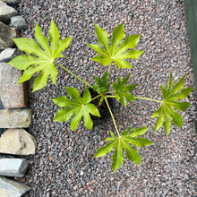 Load image into Gallery viewer, Fatsia Japonica
