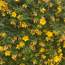 Load image into Gallery viewer, Hypericum Androsaemum - St John's Wort - yellow flowering shrub