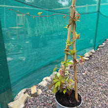 Load image into Gallery viewer, Large Creeping Virginia Parthenocissus Quinquefolia