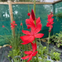 Load image into Gallery viewer, Hesperanthera Coccinea - River Lily 3 Litre Pot