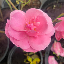 Load image into Gallery viewer, Jens Munk Pink Rose