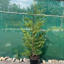 Load image into Gallery viewer, Large Cupressus × leylandii - Evergreen shrub