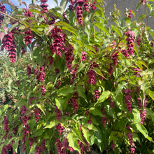Load image into Gallery viewer, purple flowering shrub