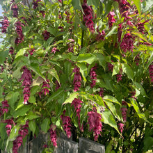 Load image into Gallery viewer, Purple flowers and green leaves on a bush with a wooden fence in the background