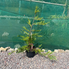 Load image into Gallery viewer, Leyland Cypress - Evergreen Shrub