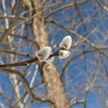 Load image into Gallery viewer, pussy will shrub