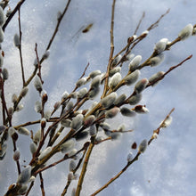 Load image into Gallery viewer, Winter shrub