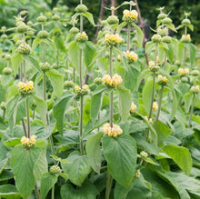 Load image into Gallery viewer, Phlomis Russelina
