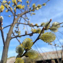 Load image into Gallery viewer, Salix Discolor catkins
