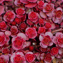 Load image into Gallery viewer, Red Carpet Stonecrop -Sedum Spurium - Evergreen Succulent Ground Cover Plant