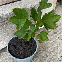Load image into Gallery viewer, Redcurrant bush 2 litre pot