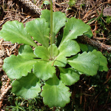 Load image into Gallery viewer, evergreen ground cover plant