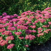 Load image into Gallery viewer, Sedum Autumn Joy ‘Herbstfreude’