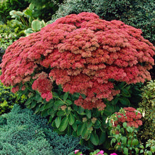Load image into Gallery viewer, Sedum Autumn Joy ‘Herbstfreude’