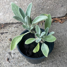 Load image into Gallery viewer, Evergreen Ground cover plants