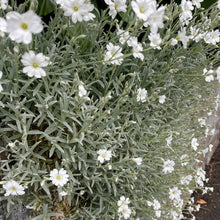 Load image into Gallery viewer, Frost hardy evergreen ground cover plant