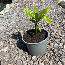 Load image into Gallery viewer, Spotted laurel