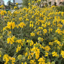 Load image into Gallery viewer, Turkish sage