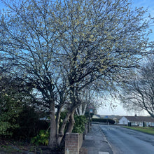 Load image into Gallery viewer, Pussy Willow Tree