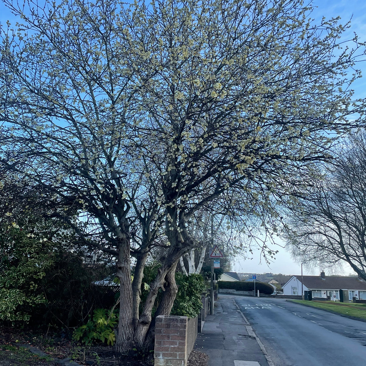 Pussy Willow - Salix Discolor 1.5/5/6 Litre Pot – Garden City Cymru