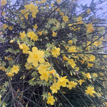 Load image into Gallery viewer, Winter Jasmine Flowering