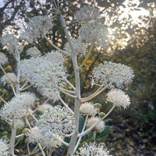 Load image into Gallery viewer, Fatsia japonica white flowering shrub