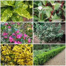 Load image into Gallery viewer, Low Maintance Plant Bundle