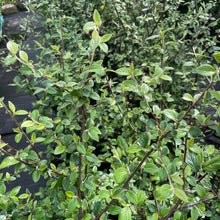 Load image into Gallery viewer, Cotneaster Franchetii